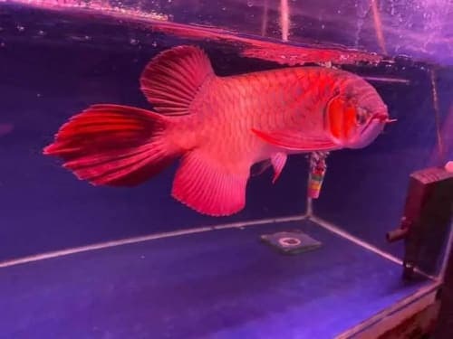 Red Arowana Fish for sale In USA Text 448-219-1348